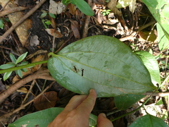 Smilax setosa