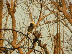 Anthracoceros albirostris