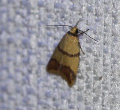 Heteroteucha translatella