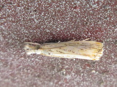 Flavocrambus striatellus