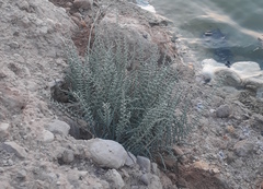 Halocnemum strobilaceum