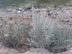 Halocnemum strobilaceum