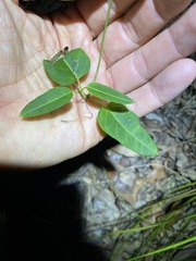 Leichhardtia coronata