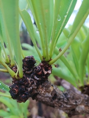 Erythroxylum tortuosum