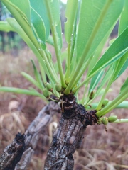 Erythroxylum tortuosum