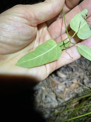 Leichhardtia coronata