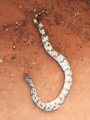 Boa constrictor constrictor