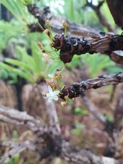 Erythroxylum tortuosum