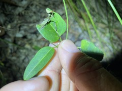Leichhardtia coronata