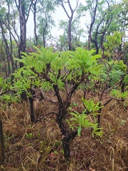 Erythroxylum tortuosum