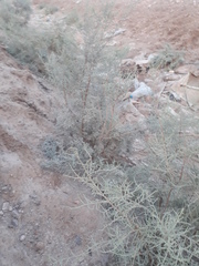 Tamarix