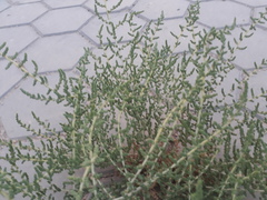 Amaranthaceae