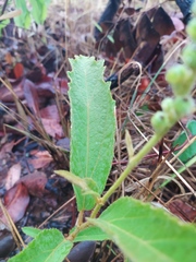 Croton antisyphiliticus