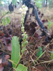 Croton antisyphiliticus