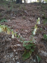 Campanula alliariifolia
