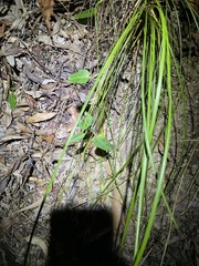 Leichhardtia coronata