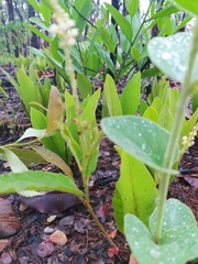 Croton antisyphiliticus