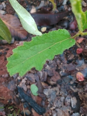 Croton antisyphiliticus