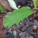 Croton antisyphiliticus - Photo (c) Thiago RBM, some rights reserved (CC BY-NC), uploaded by Thiago RBM