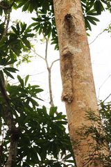 Panyptila cayennensis