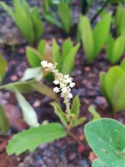 Croton antisyphiliticus