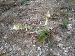 Campanula alliariifolia