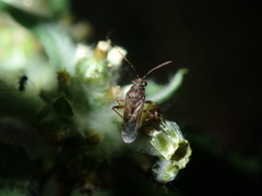 Nysius vinitor
