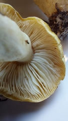 Tricholoma fumosoluteum