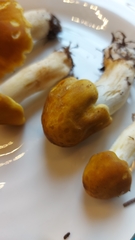 Tricholoma fumosoluteum