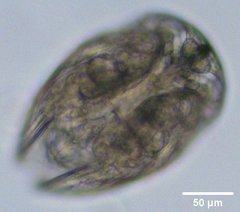Chydorus