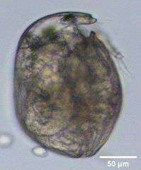 Chydorus
