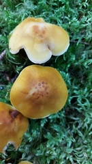 Tricholoma fumosoluteum