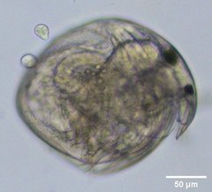 Chydorus