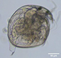Chydorus