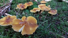 Tricholoma fumosoluteum