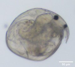 Chydorus