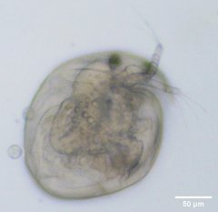 Chydorus