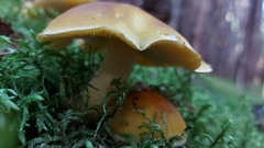 Tricholoma fumosoluteum