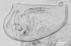 Chydorus