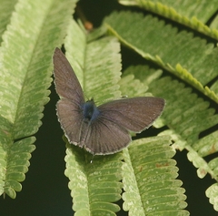 Prosotas nora ardates