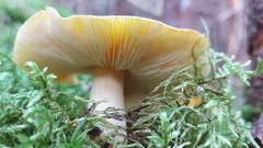 Tricholoma fumosoluteum