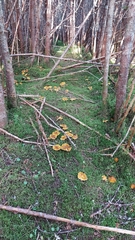Tricholoma fumosoluteum