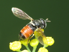 Paragus bicolor