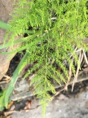 Asparagus setaceus image