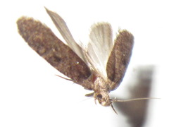 Agonopterix multiplicella