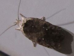 Agonopterix multiplicella