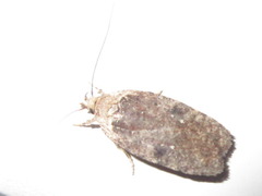 Agonopterix multiplicella
