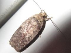 Agonopterix multiplicella