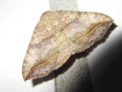 Blasticorhinus ussuriensis