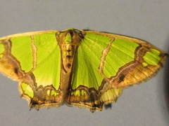 Agathia carissima